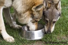 Bandit & Shakira ¦ 30.07.2009